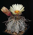 Нажмите на изображение для увеличения.

Название:	Astrophytum_capricorne_v_niveum_IMG_4739.jpg
Просмотров:	593
Размер:	120.4 Кб
ID:	330057