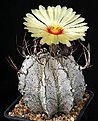Нажмите на изображение для увеличения.

Название:	Astrophytum_capricorne_v_niveum_IMG_7460.jpg
Просмотров:	544
Размер:	155.8 Кб
ID:	330058