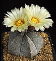 Нажмите на изображение для увеличения.

Название:	Astrophytum_coahuilense_IMG_6353.jpg
Просмотров:	563
Размер:	137.7 Кб
ID:	330059