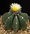Нажмите на изображение для увеличения.

Название:	Astrophytum_myriostigma_cv_Nudummulticostatum_IMG_1835.jpg
Просмотров:	550
Размер:	106.2 Кб
ID:	330060