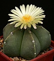 Нажмите на изображение для увеличения.

Название:	Astrophytum_myriostigma_cv_Nudum_IMG_5222.jpg
Просмотров:	575
Размер:	80.8 Кб
ID:	330061