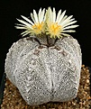 Нажмите на изображение для увеличения.

Название:	Astrophytum_myriostigma_cv_Onzuka_IMG_6478.jpg
Просмотров:	499
Размер:	175.7 Кб
ID:	330062