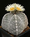 Нажмите на изображение для увеличения.

Название:	Astrophytum_myriostigma_cv_Quadricostatum_IMG_6461.jpg
Просмотров:	484
Размер:	172.1 Кб
ID:	330063