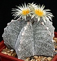 Нажмите на изображение для увеличения.

Название:	Astrophytum_myriostigma_IMG_0827.jpg
Просмотров:	495
Размер:	225.6 Кб
ID:	330064