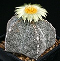 Нажмите на изображение для увеличения.

Название:	Astrophytum_myriostigma_stongylogonum_IMG_0823.jpg
Просмотров:	534
Размер:	215.9 Кб
ID:	330065