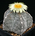 Нажмите на изображение для увеличения.

Название:	Astrophytum_myriostigma_stongylogonum_IMG_0823.jpg
Просмотров:	482
Размер:	215.9 Кб
ID:	330065