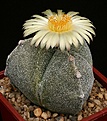 Нажмите на изображение для увеличения.

Название:	Astrophytum_myriostigma_tricostatum_IMG_5213.jpg
Просмотров:	503
Размер:	165.1 Кб
ID:	330066