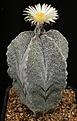 Нажмите на изображение для увеличения.

Название:	Astrophytum_myriostigma_tulense_IMG_4699.jpg
Просмотров:	554
Размер:	146.4 Кб
ID:	330067