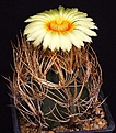 Нажмите на изображение для увеличения.

Название:	Astrophytum_senile_aureum_IMG_2297.jpg
Просмотров:	599
Размер:	148.9 Кб
ID:	330068