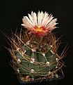 Нажмите на изображение для увеличения.

Название:	Astrophytum_senile_aureum_Roseflower_IMG_5080.jpg
Просмотров:	573
Размер:	110.8 Кб
ID:	330069