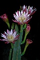 Нажмите на изображение для увеличения.

Название:	Cereus_validus_IMG_7532.jpg
Просмотров:	612
Размер:	84.2 Кб
ID:	330070