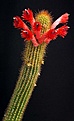 Нажмите на изображение для увеличения.

Название:	Cleistocactus_brookeae_IMG_6627.jpg
Просмотров:	593
Размер:	74.3 Кб
ID:	330071