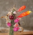 Нажмите на изображение для увеличения.

Название:	Cleistocactus_paraguariensis_HU697_ParaguariParaguay_IMG_1797.jpg
Просмотров:	590
Размер:	149.0 Кб
ID:	330072