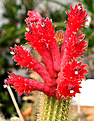 Нажмите на изображение для увеличения.

Название:	Cleistocactus_wendlandiorum_aureispina_IMG_3986.jpg
Просмотров:	587
Размер:	89.8 Кб
ID:	330073