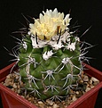 Нажмите на изображение для увеличения.

Название:	Copiapoa_bridgesii_KK1399_IMG_6521.jpg
Просмотров:	588
Размер:	122.4 Кб
ID:	330074