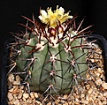 Нажмите на изображение для увеличения.

Название:	Copiapoa_calderana_lembckei_KK70_IMG_2086.jpg
Просмотров:	583
Размер:	183.2 Кб
ID:	330075
