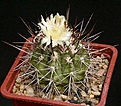 Нажмите на изображение для увеличения.

Название:	Copiapoa_calderana_v_spinosior_10k_s_Barquita_IMG_3998.jpg
Просмотров:	593
Размер:	128.4 Кб
ID:	330076