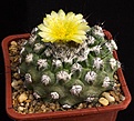 Нажмите на изображение для увеличения.

Название:	Copiapoa_humilis_as_longispinaMG85-711_IMG_6338.jpg
Просмотров:	488
Размер:	173.6 Кб
ID:	330078