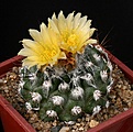 Нажмите на изображение для увеличения.

Название:	Copiapoa_humilis_FR464_IMG_6961.jpg
Просмотров:	546
Размер:	153.6 Кб
ID:	330079