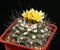 Нажмите на изображение для увеличения.

Название:	Copiapoa_humilis_paposoensis_IMG_1328.jpg
Просмотров:	505
Размер:	131.6 Кб
ID:	330080