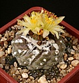 Нажмите на изображение для увеличения.

Название:	Copiapoa_hypogaea_6y_IMG_6969.jpg
Просмотров:	561
Размер:	158.3 Кб
ID:	330081
