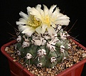 Нажмите на изображение для увеличения.

Название:	Copiapoa_hypogaea_v_montana_FR522_IMG_5211.jpg
Просмотров:	557
Размер:	128.8 Кб
ID:	330082
