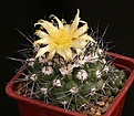 Нажмите на изображение для увеличения.

Название:	Copiapoa_hypogaea_v_montana_IMG_6828.jpg
Просмотров:	575
Размер:	166.5 Кб
ID:	330083