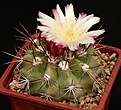 Нажмите на изображение для увеличения.

Название:	Copiapoa_serpentisulcata_IMG_3793.jpg
Просмотров:	552
Размер:	129.6 Кб
ID:	330085