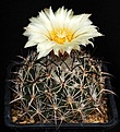 Нажмите на изображение для увеличения.

Название:	Coryphantha_cornifera_IMG_7558.jpg
Просмотров:	583
Размер:	136.6 Кб
ID:	330087