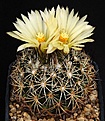 Нажмите на изображение для увеличения.

Название:	Coryphantha_cornifera_radians_SB25_IMG_7923.jpg
Просмотров:	528
Размер:	142.8 Кб
ID:	330088