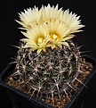 Нажмите на изображение для увеличения.

Название:	Coryphantha_delaetiana_salm-dyckiana_IMG_7823.jpg
Просмотров:	562
Размер:	129.2 Кб
ID:	330089