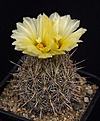 Нажмите на изображение для увеличения.

Название:	Coryphantha_echinus_IMG_5027.jpg
Просмотров:	533
Размер:	119.7 Кб
ID:	330091