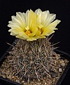 Нажмите на изображение для увеличения.

Название:	Coryphantha_echinus_IMG_5027.jpg
Просмотров:	479
Размер:	119.7 Кб
ID:	330091