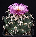 Нажмите на изображение для увеличения.

Название:	Coryphantha_elephantidens_IMG_5827.jpg
Просмотров:	518
Размер:	123.6 Кб
ID:	330092