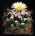 Нажмите на изображение для увеличения.

Название:	Coryphantha_elephantidens_ssp_bumamma_IMG_6604.jpg
Просмотров:	515
Размер:	138.5 Кб
ID:	330093