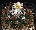 Нажмите на изображение для увеличения.

Название:	Coryphantha_elephantidens_ssp_greenwoodii_FO183_IMG_8720.jpg
Просмотров:	551
Размер:	200.0 Кб
ID:	330094