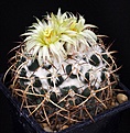 Нажмите на изображение для увеличения.

Название:	Coryphantha_elephantidens_sulcolanata_IMG_7266.jpg
Просмотров:	529
Размер:	142.8 Кб
ID:	330095