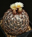 Нажмите на изображение для увеличения.

Название:	Coryphantha_erecta_SB1275_IMG_5762.jpg
Просмотров:	539
Размер:	149.8 Кб
ID:	330096