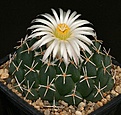Нажмите на изображение для увеличения.

Название:	Coryphantha_maiz-tablasensis_SantaRita_IMG_7424.jpg
Просмотров:	555
Размер:	151.9 Кб
ID:	330097