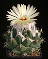 Нажмите на изображение для увеличения.

Название:	Coryphantha_pallida_ssp_calipensis_SB1390_IMG_6581.jpg
Просмотров:	521
Размер:	106.8 Кб
ID:	330098