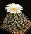 Нажмите на изображение для увеличения.

Название:	Coryphantha_palmeri_SB984_IMG_5684.jpg
Просмотров:	519
Размер:	127.7 Кб
ID:	330099