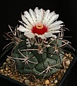 Нажмите на изображение для увеличения.

Название:	Coryphantha_poselgeriana_v_valida_SB288_IMG_6556.jpg
Просмотров:	577
Размер:	113.1 Кб
ID:	330100