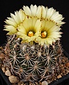 Нажмите на изображение для увеличения.

Название:	Coryphantha_retusa_IMG_7815.jpg
Просмотров:	563
Размер:	126.2 Кб
ID:	330101