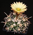 Нажмите на изображение для увеличения.

Название:	Coryphantha_scheeri_v_robustispina_SierritaMts_IMG_7777.jpg
Просмотров:	560
Размер:	128.4 Кб
ID:	330102