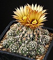Нажмите на изображение для увеличения.

Название:	Coryphantha_sulcata_SB551_IMG_6978.jpg
Просмотров:	556
Размер:	186.2 Кб
ID:	330103