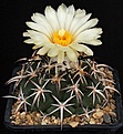 Нажмите на изображение для увеличения.

Название:	Coryphantha_tripugionacantha_IMG_8001.jpg
Просмотров:	531
Размер:	128.4 Кб
ID:	330104
