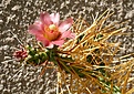 Нажмите на изображение для увеличения.

Название:	Cylindropuntia_molesta_IMG_1425.jpg
Просмотров:	506
Размер:	147.1 Кб
ID:	330106