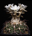 Нажмите на изображение для увеличения.

Название:	Discocactus_bahiensis_ssp_subviridigriseus_HU438_IMG_4504.jpg
Просмотров:	526
Размер:	81.6 Кб
ID:	330107