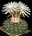 Нажмите на изображение для увеличения.

Название:	Discocactus_heptacanthus_IMG_4865.jpg
Просмотров:	529
Размер:	129.9 Кб
ID:	330108