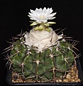 Нажмите на изображение для увеличения.

Название:	Discocactus_heptacanthus_ssp_catingicola_IMG_5902.jpg
Просмотров:	542
Размер:	120.0 Кб
ID:	330110